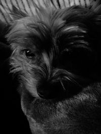 Close-up portrait of a dog