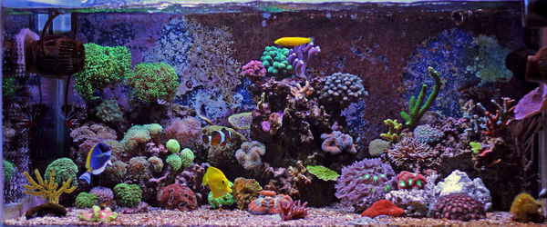 Close-up of multi colored fish swimming in aquarium
