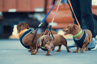 Close-up of dogs