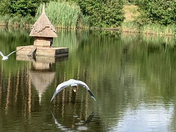 Swan in a lake
