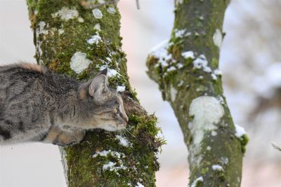 Close-up of cat on tree