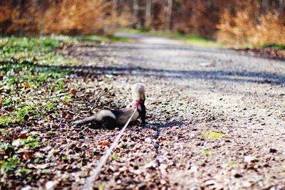 View of birds on road