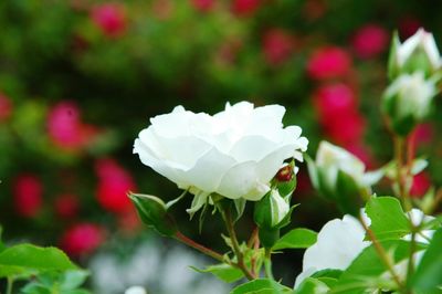 Close-up of white rose