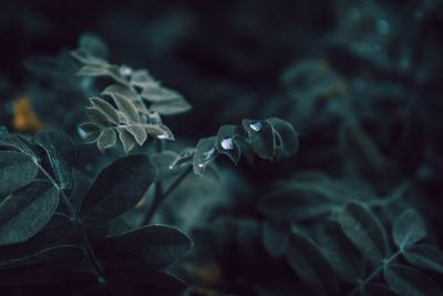 Close-up of green leaves on flowering plant