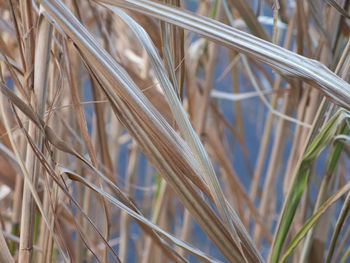 Close-up of dry plants on field