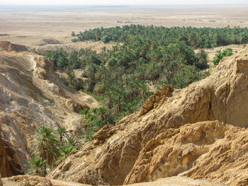 Scenic view of oasis landscape