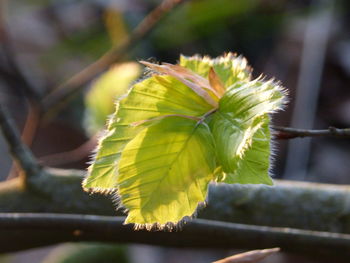 Close-up of tree