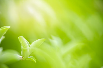 Close-up of leaves against blurred background