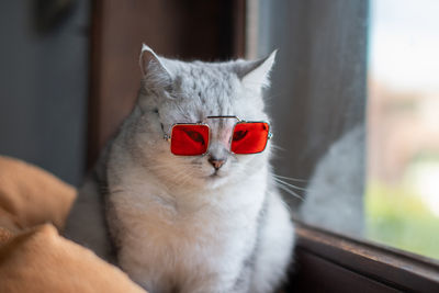 Portrait of a domestic cat in sunglasses with orange lenses, the cat is a stylish fashionista, the