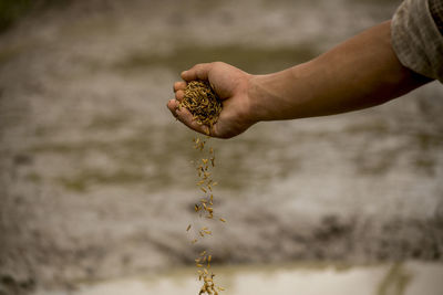 Close-up of hand holding seeds