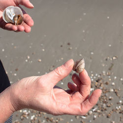 Close-up of person hand holding seashell at beach