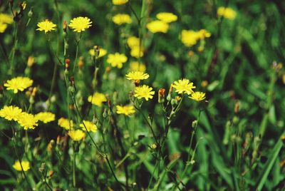 Close-up of yellow flowering plants on field