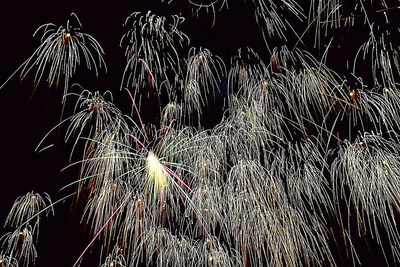 Low angle view of firework display