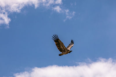 Low angle view of bird flying against sky