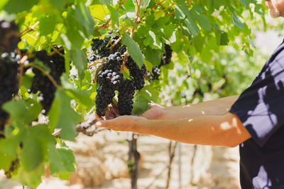 Farmer hand holding black grape in vineyard.