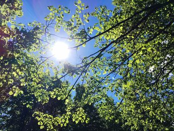 Low angle view of tree against sky