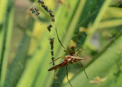 Close-up of spider web