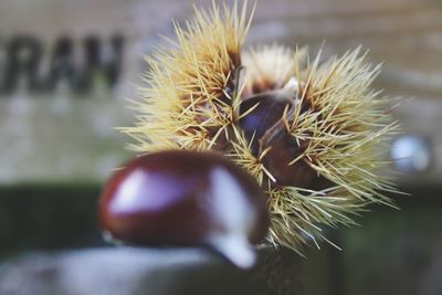 Close-up of fruit