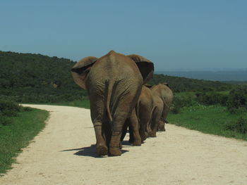 Elephant queue crossing the road