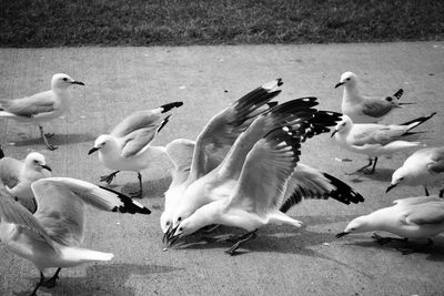 Flock of birds in flight