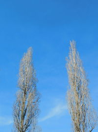 Low angle view of tree against blue sky
