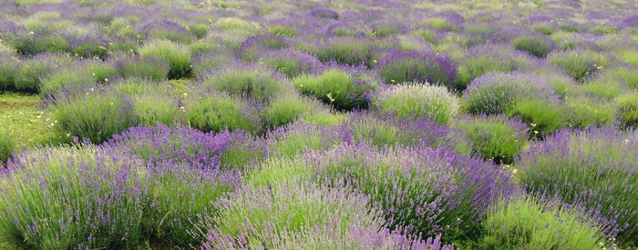 Purple flowers growing in field