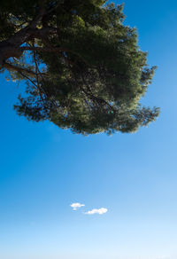 Low angle view of tree against sky