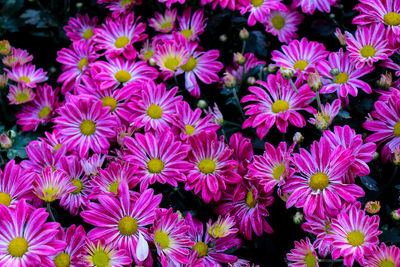 High angle view of pink flowering plants