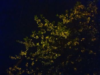 Trees growing in the dark