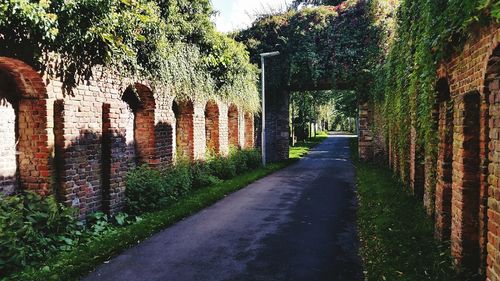 Walkway amidst trees