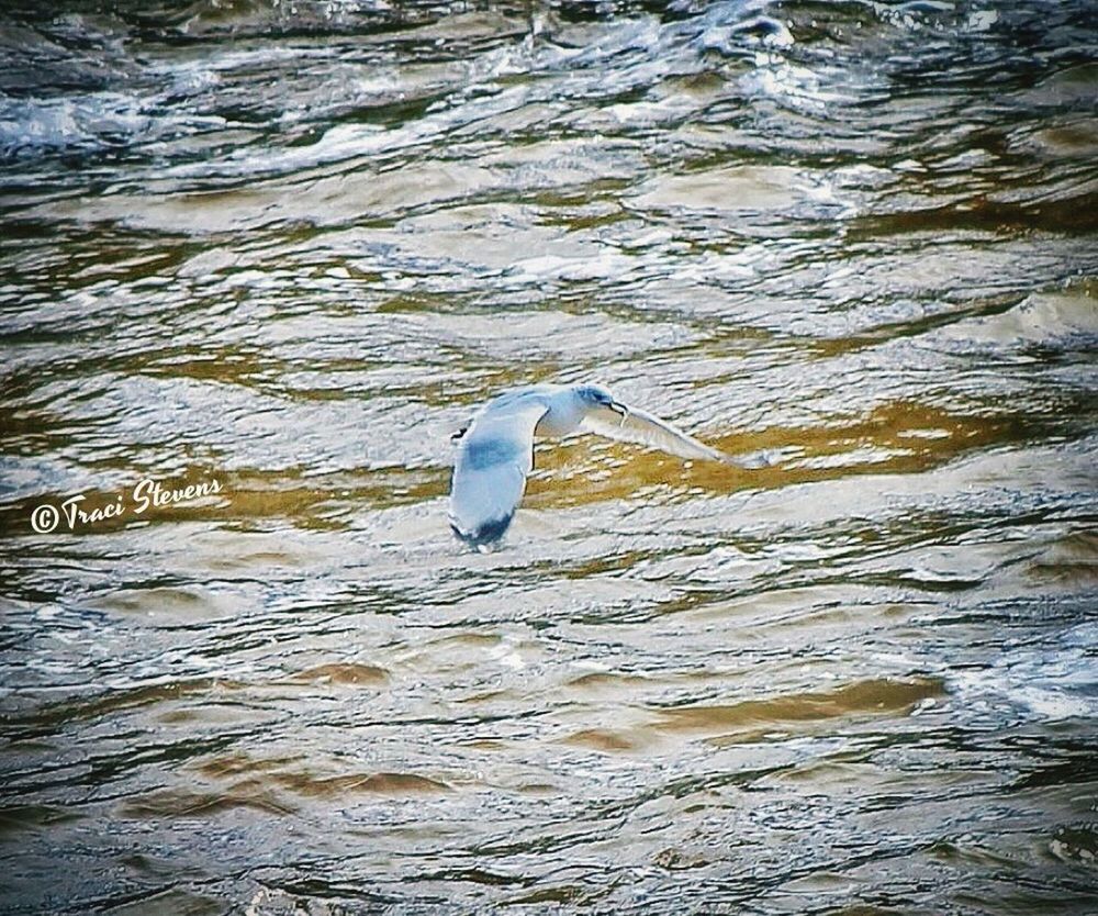 VIEW OF BIRDS IN WATER