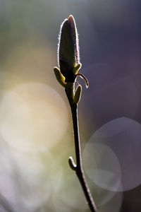 Close-up of purple flowering plant