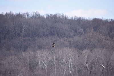 View of birds on land against sky