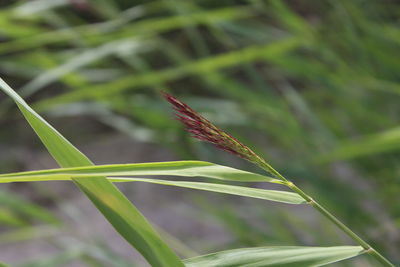 Close-up of grass