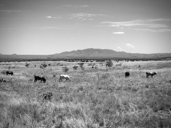 Cows on field against sky