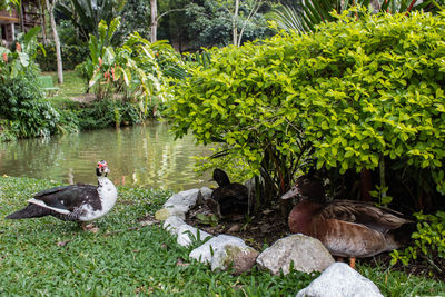 Ducks in a lake