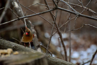 Close-up of bird perching on branch