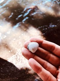 Close-up of hand holding seashell