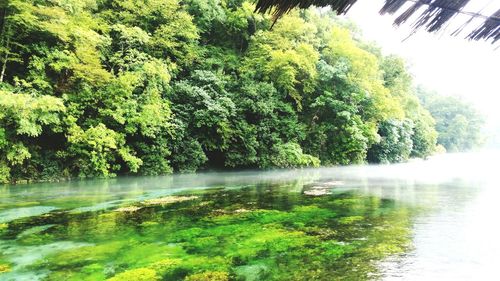 Scenic view of river with trees in background