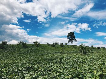 Plants growing on field against sky
