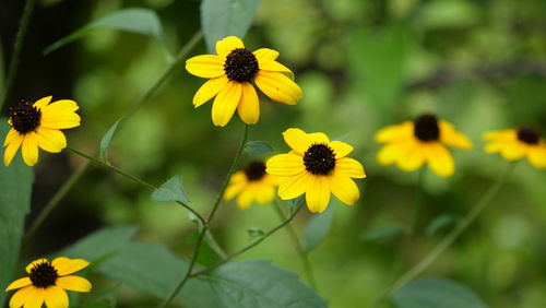 Close-up of yellow flowering plant