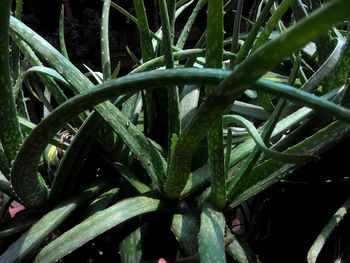 Close-up of cactus plant in garden