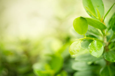 Close-up of fresh green leaves