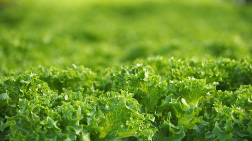 Full frame shot of fresh green field