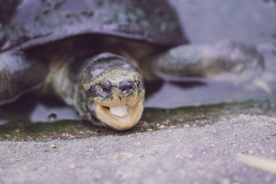 Close-up portrait of a turtle