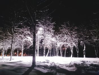 Illuminated trees against sky at night