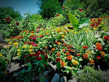 Flowers blooming outdoors