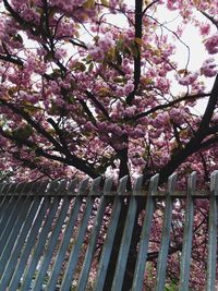 Low angle view of flower tree