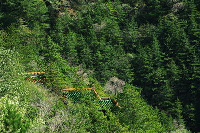 High angle view of trees in forest
