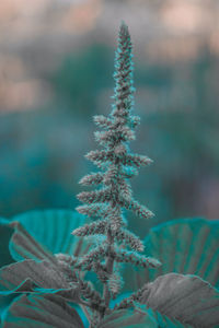 Close-up of frost on tree